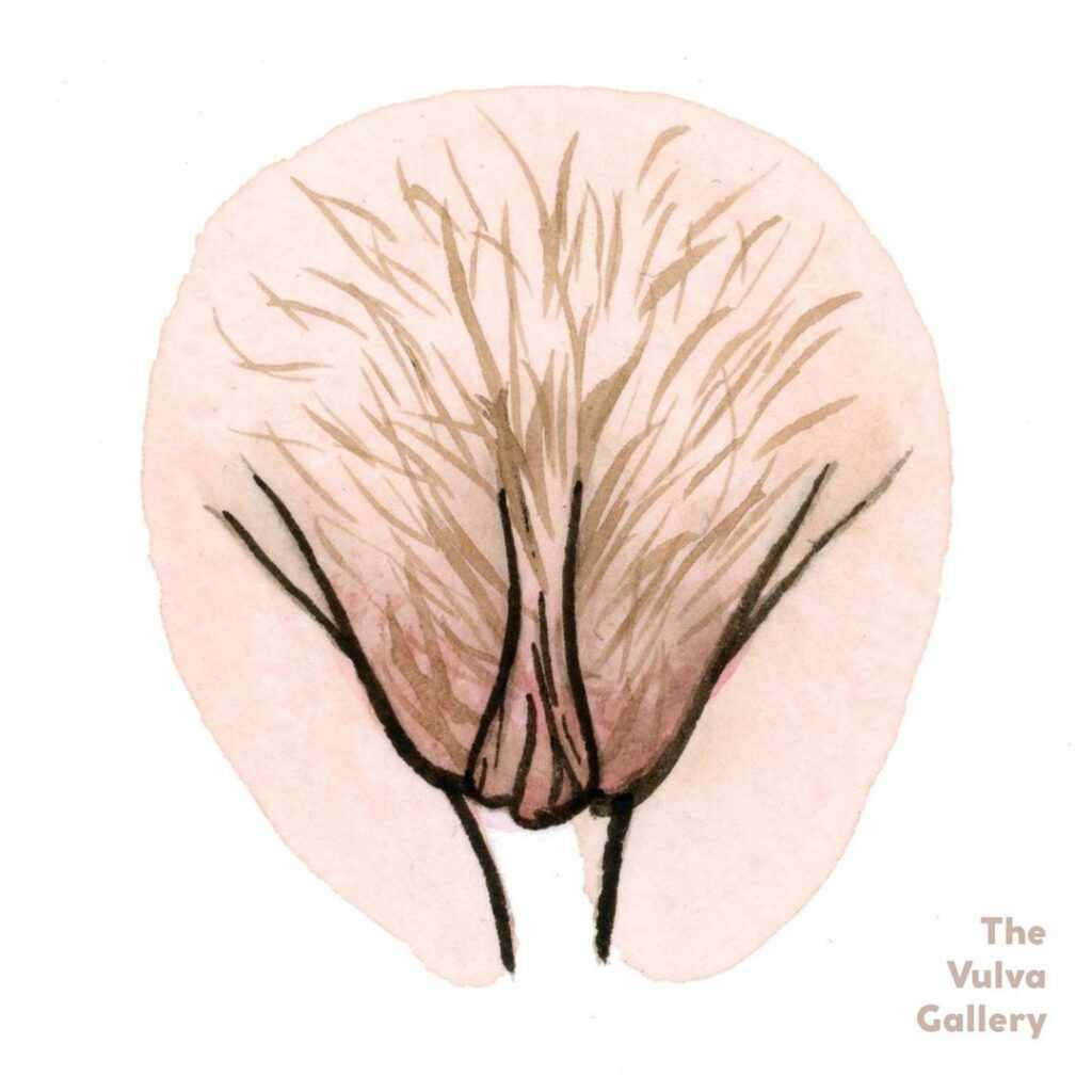 Какие бывают вагины у девушек (50 рисунков)