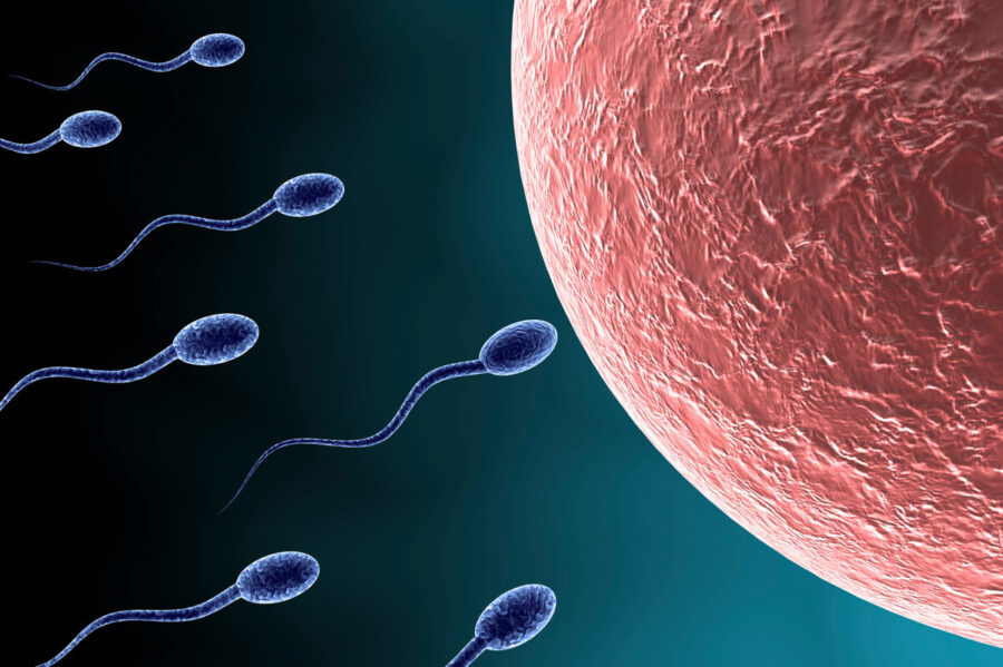 сперматозоид красивые картинки