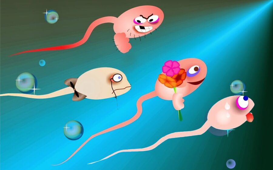 веселые сперматозоиды