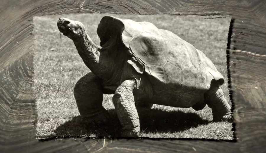 Черепаха Диего