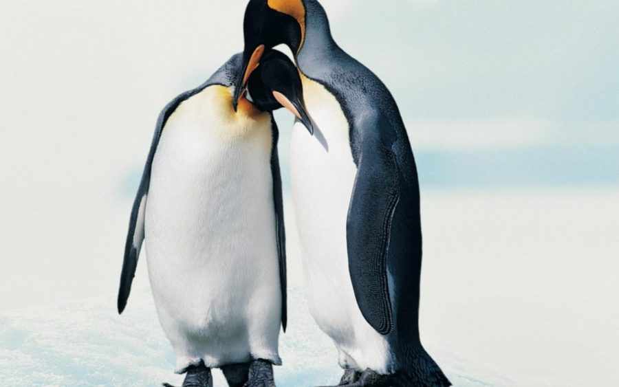 Спаривание пингвинов
