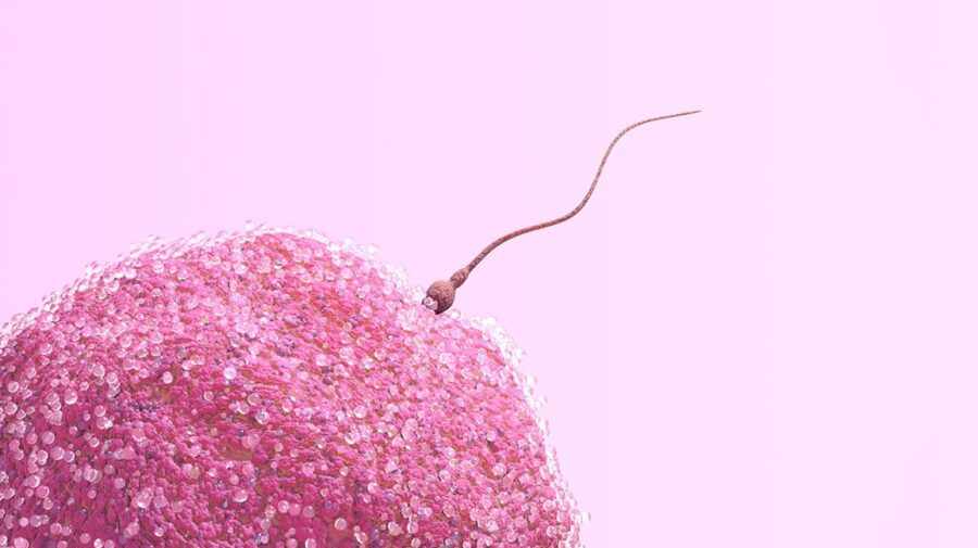 сперматозоид в яйцеклетке