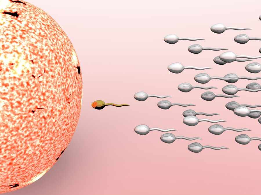 Сперматазоид и яйцеклетка