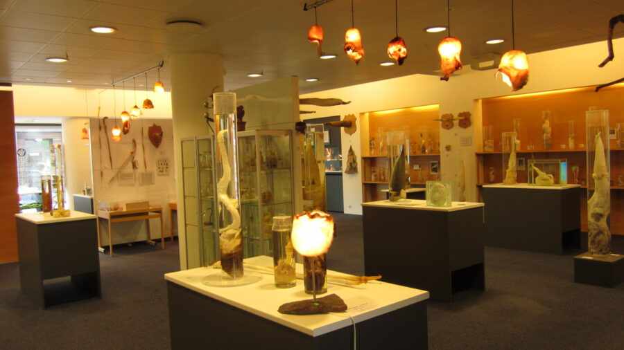 Исландский фаллологический музей