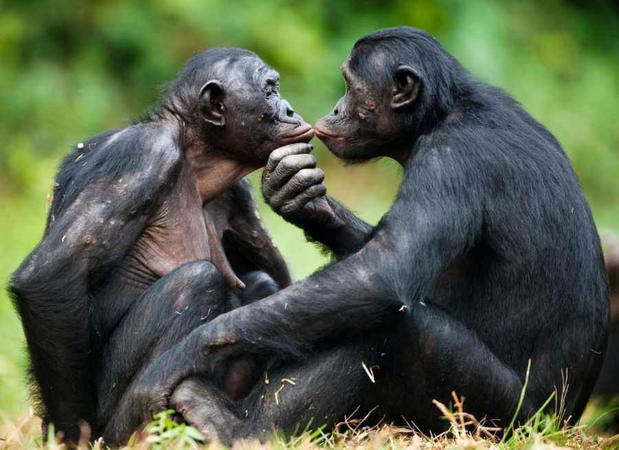 обезьянки бонобо
