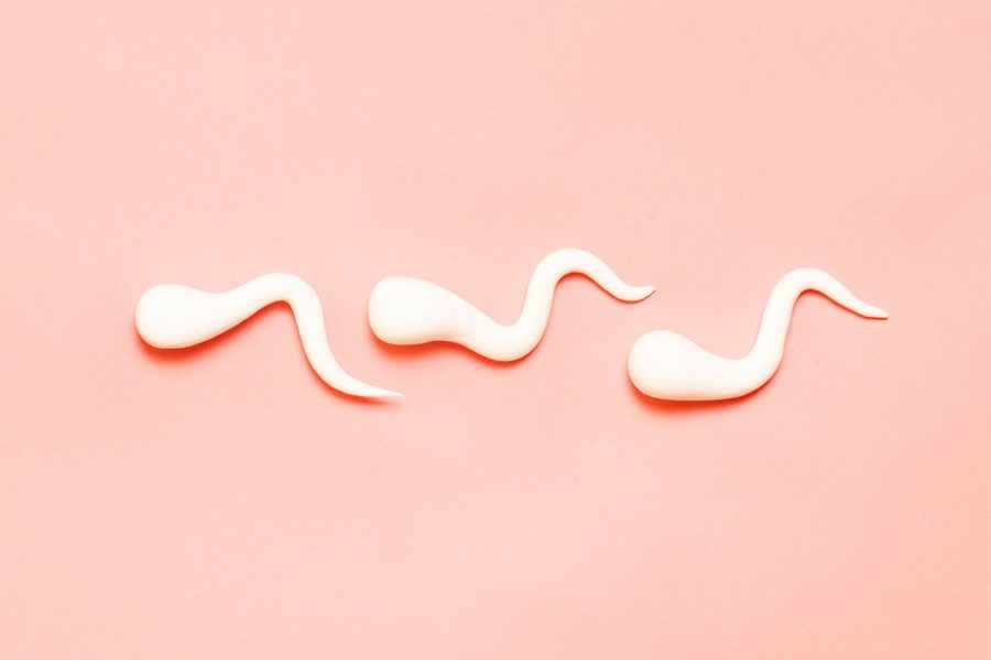 что такое сперматозоид