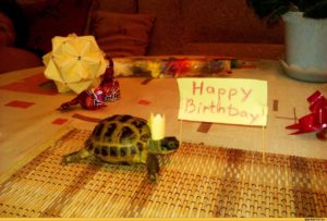 Черепаха в подарок